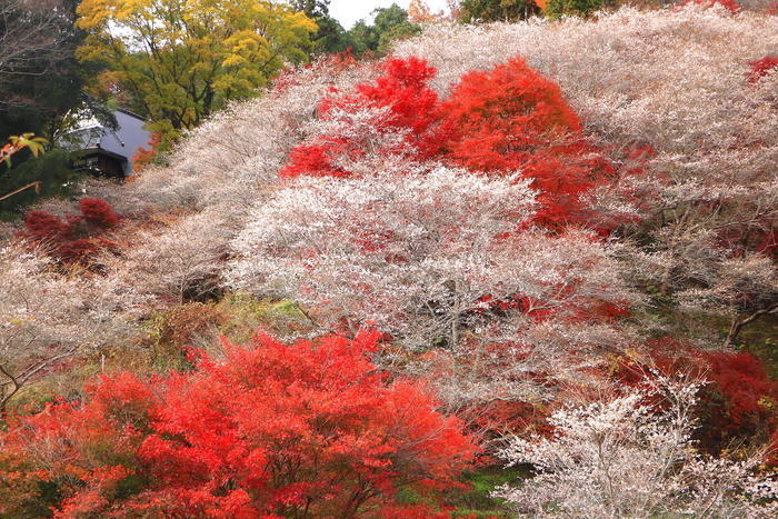 実は自然溢れる土地。豊田が魅せる「花の絶景」BEST5