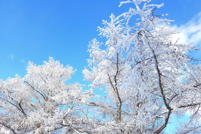 実は自然溢れる土地。豊田が魅せる「花の絶景」BEST5