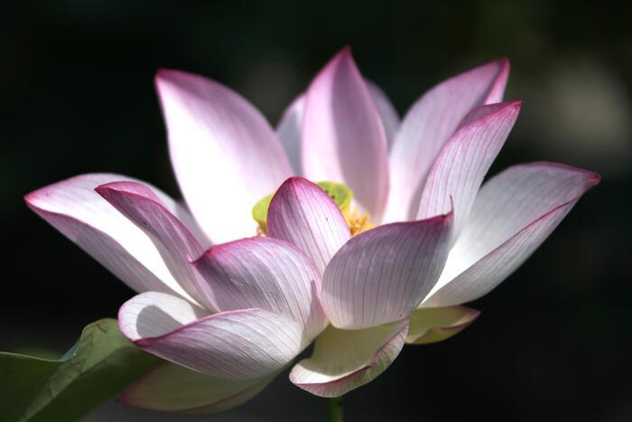 行基さんの奈良・喜光寺の蓮の花