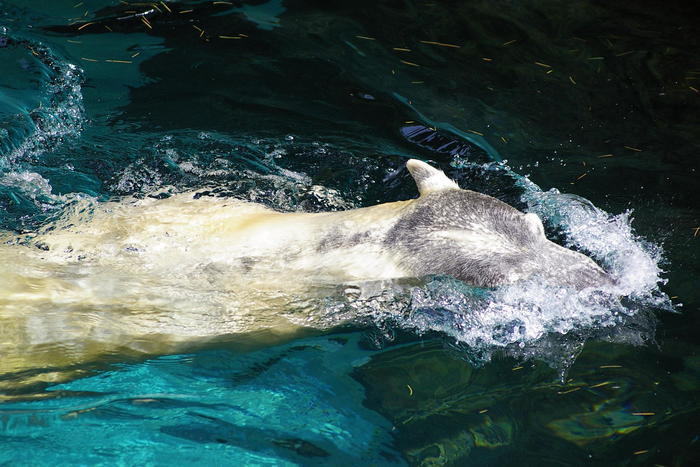 【徹底取材】よこはま動物園ズーラシアの攻略法・アクセス・混雑状況まで!家族サービスにもデートにもおすすめです!