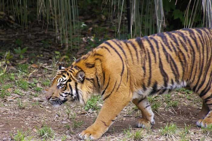 【徹底取材】よこはま動物園ズーラシアの攻略法・アクセス・混雑状況まで!家族サービスにもデートにもおすすめです!