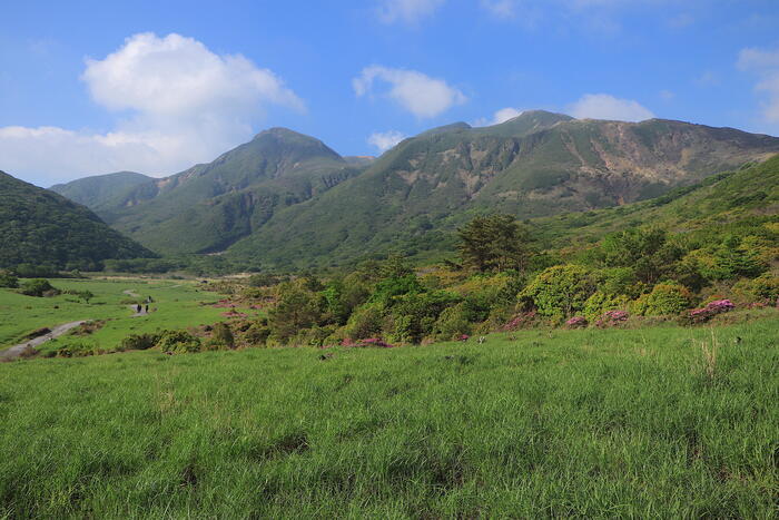 【四季と宿をめぐる旅】大分県〜旅館かくおやとミヤマキリシマのくじゅう連山〜