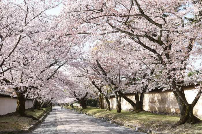 春の京都！1年でもっとも人気な桜シーズン、京都のさくらの名所5選