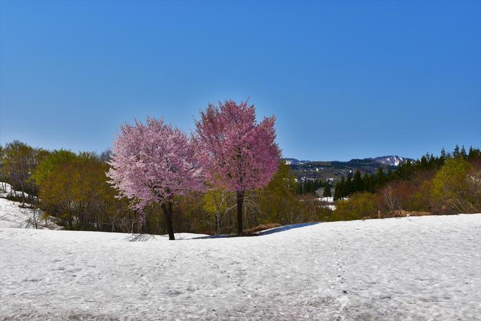 【新潟】期間限定の絶景！魚沼市の雪上桜と雪流れ