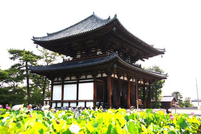 行基さんの奈良・喜光寺の蓮の花