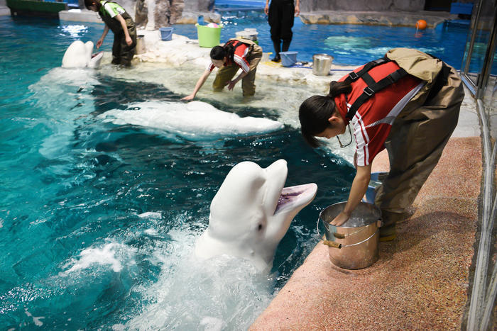 日本最大級の水族館「名古屋港水族館」の見どころを紹介！イルカ・シャチ・ベルーガのショーは必見