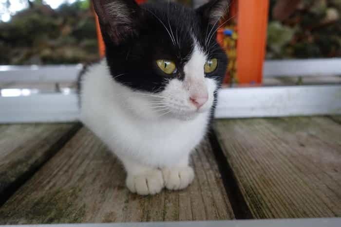 沖縄で出会った島猫たち！スポット別に紹介