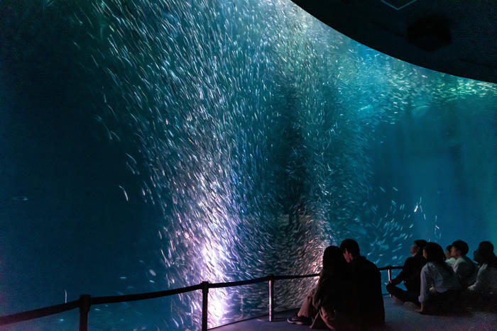 日本最大級の水族館「名古屋港水族館」の見どころを紹介！イルカ・シャチ・ベルーガのショーは必見