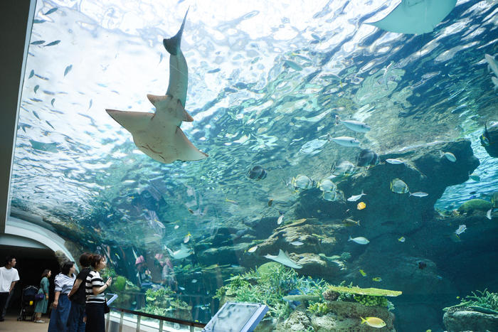 日本最大級の水族館「名古屋港水族館」の見どころを紹介！イルカ・シャチ・ベルーガのショーは必見