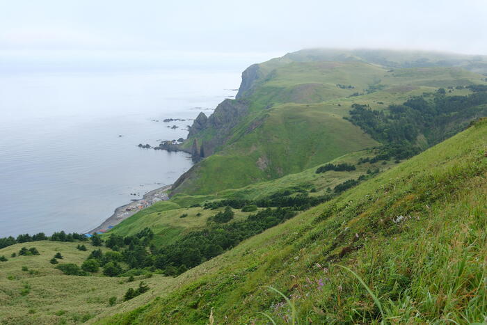 【四季と宿をめぐる旅】北海道〜ペンションうーにーと礼文島の高山植物〜