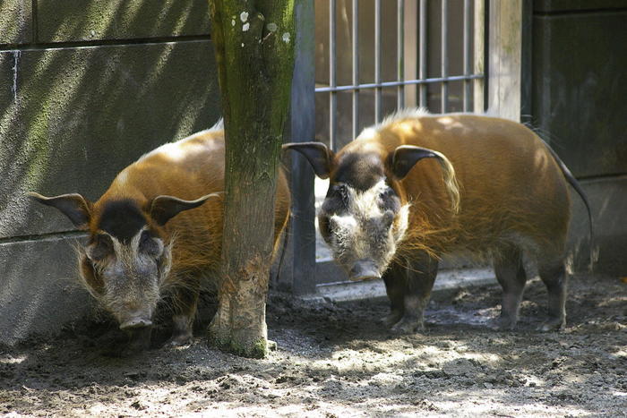 【徹底取材】よこはま動物園ズーラシアの攻略法・アクセス・混雑状況まで！家族サービスにもデートにもおすすめです！