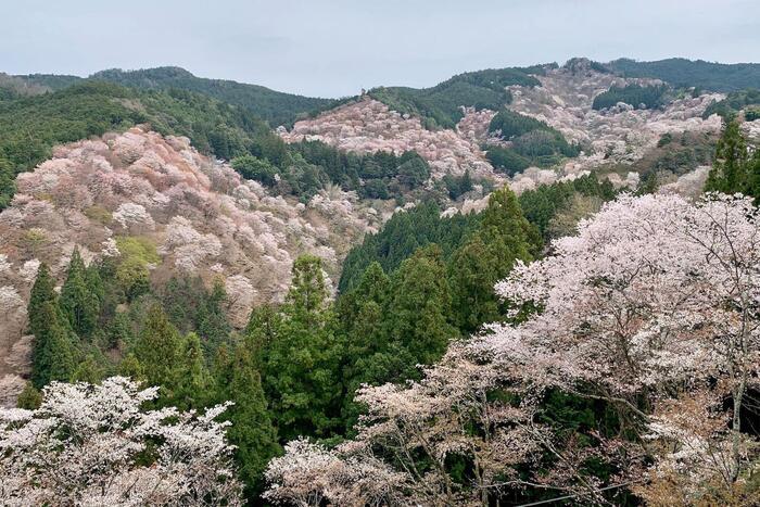 【私の好きな日本遺産】奈良県「吉野」は、自然と人の共生を垣間見られる奥大和の原風景