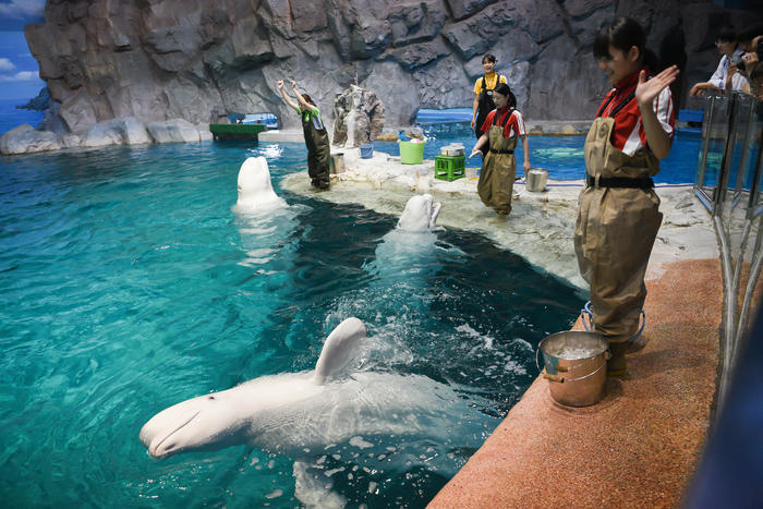 日本最大級の水族館「名古屋港水族館」の見どころを紹介！イルカ・シャチ・ベルーガのショーは必見