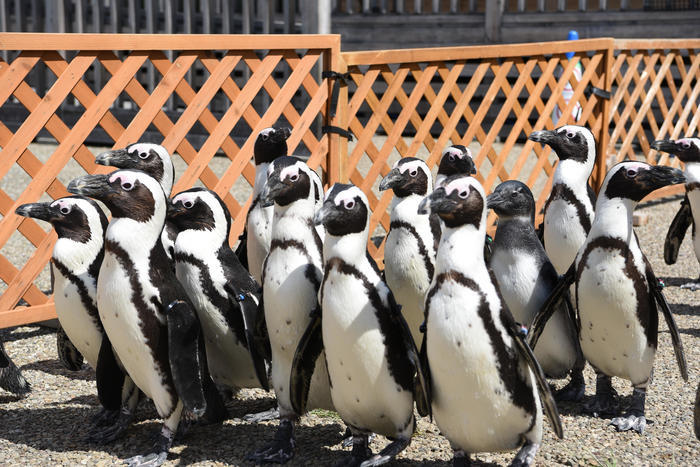 日本最大級の水族館「名古屋港水族館」の見どころを紹介！イルカ・シャチ・ベルーガのショーは必見