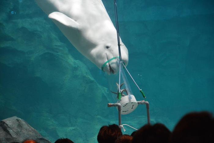 日本最大級の水族館「名古屋港水族館」の見どころを紹介！イルカ・シャチ・ベルーガのショーは必見