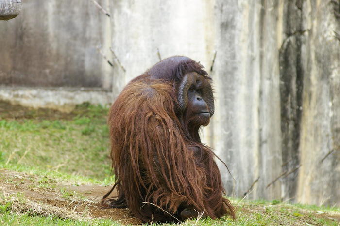 【徹底取材】よこはま動物園ズーラシアの攻略法・アクセス・混雑状況まで!家族サービスにもデートにもおすすめです!