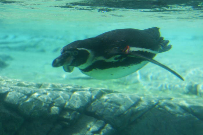 【徹底取材】よこはま動物園ズーラシアの攻略法・アクセス・混雑状況まで!家族サービスにもデートにもおすすめです!