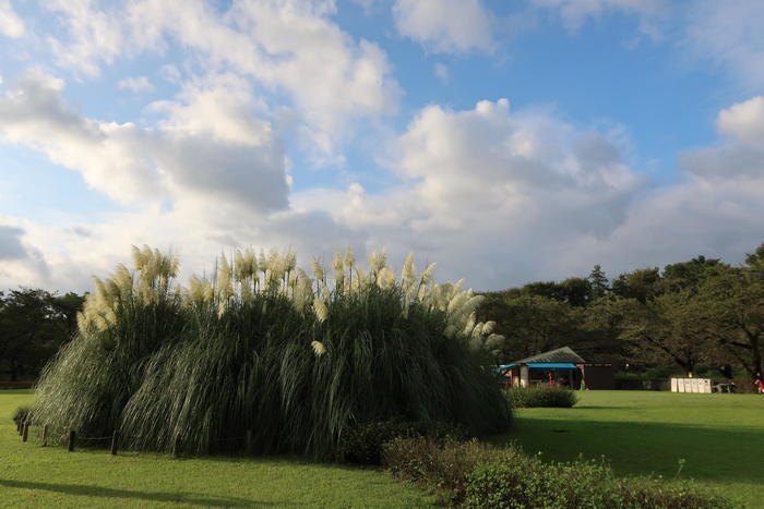 秋バラが見頃！バラの名所「東京都立神代植物公園」に行こう