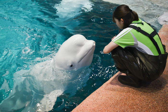 日本最大級の水族館「名古屋港水族館」の見どころを紹介！イルカ・シャチ・ベルーガのショーは必見