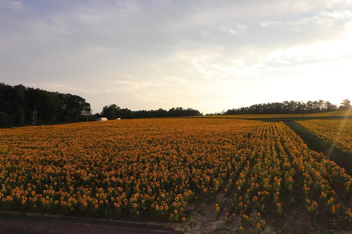 大地が黄色く輝く絶景 北竜町のひまわり畑!
