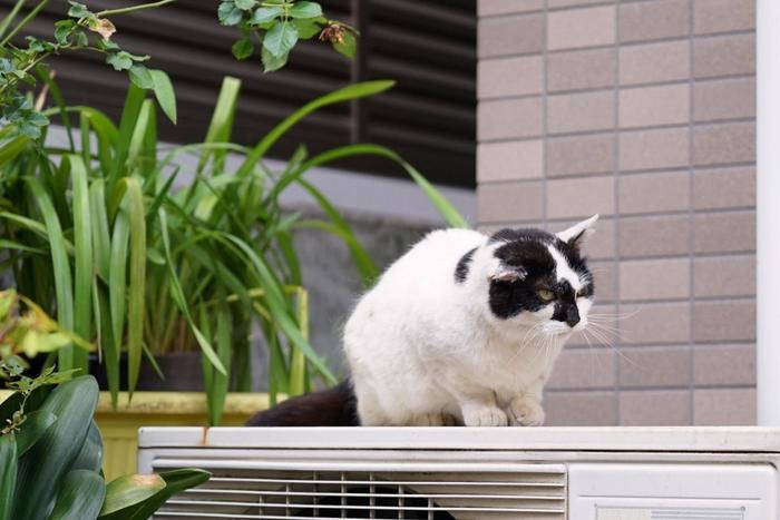 下町情緒を感じよう！谷根千お散歩コースを実際に歩いてみた