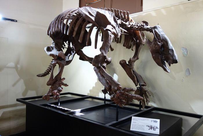 【ペルー】リマ自然史博物館と、史上最も重い動物「ペルセトゥス・コロッスス」の化石