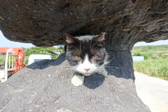 沖縄で出会った島猫たち！スポット別に紹介