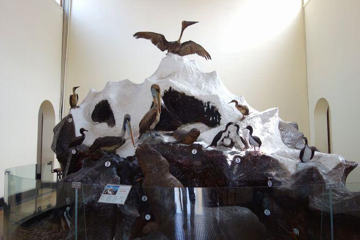 【ペルー】リマ自然史博物館と、史上最も重い動物「ペルセトゥス・コロッスス」の化石