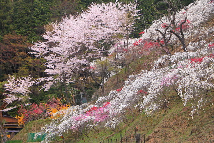 実は自然溢れる土地。豊田が魅せる「花の絶景」BEST5