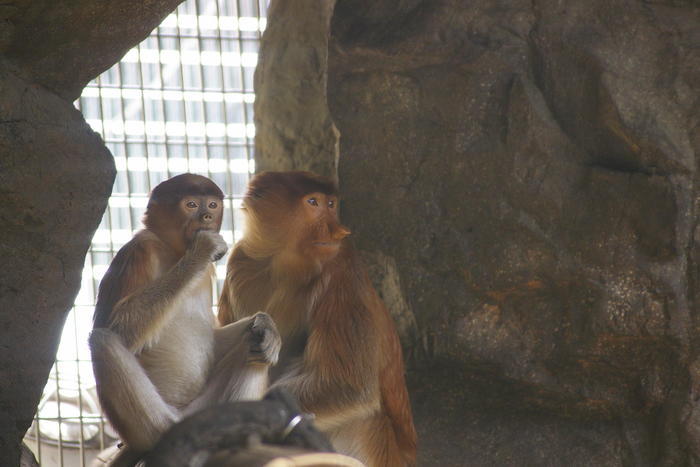 【徹底取材】よこはま動物園ズーラシアの攻略法・アクセス・混雑状況まで！家族サービスにもデートにもおすすめです！