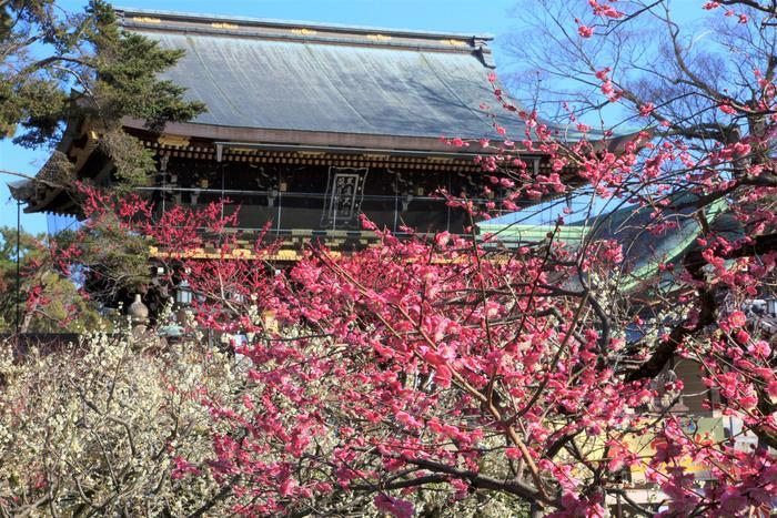 【京都】北野天満宮の見どころガイド～七不思議や周辺スポット紹介も～