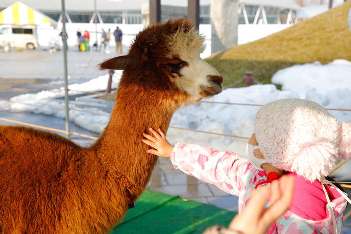 【新潟】第38回長岡雪しか祭りに行ってきました！※2023年は終了