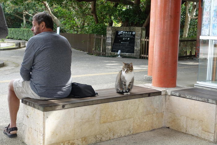 沖縄で出会った島猫たち！スポット別に紹介