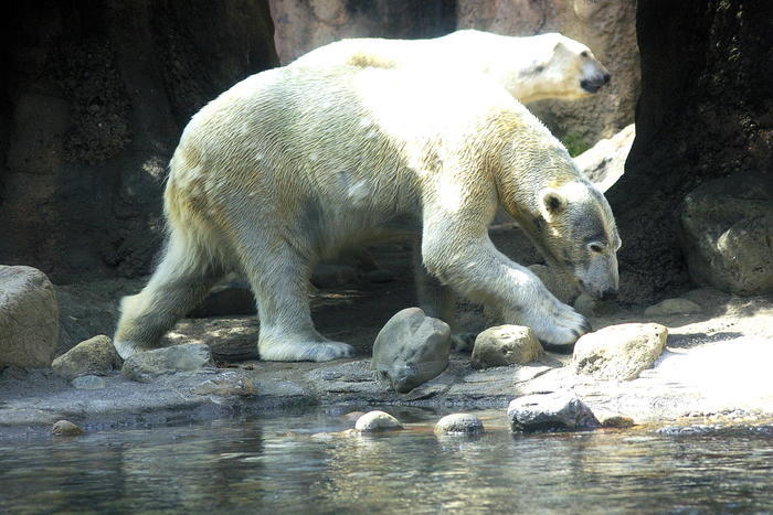 【徹底取材】よこはま動物園ズーラシアの攻略法・アクセス・混雑状況まで!家族サービスにもデートにもおすすめです!
