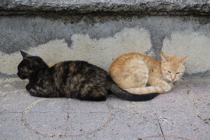 沖縄で出会った島猫たち！スポット別に紹介