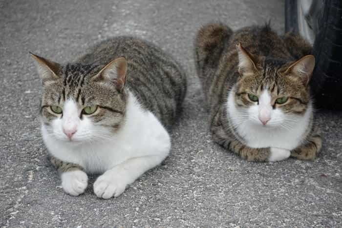 沖縄で出会った島猫たち！スポット別に紹介