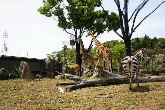 【徹底取材】よこはま動物園ズーラシアの攻略法・アクセス・混雑状況まで！家族サービスにもデートにもおすすめです！