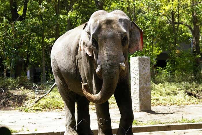 【徹底取材】よこはま動物園ズーラシアの攻略法・アクセス・混雑状況まで!家族サービスにもデートにもおすすめです!