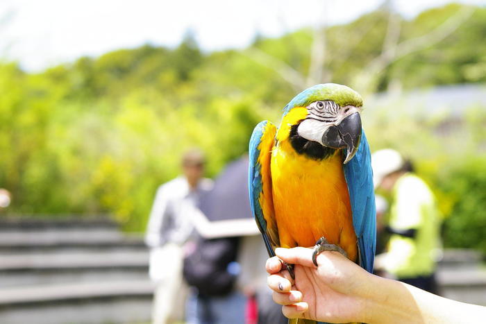 【徹底取材】よこはま動物園ズーラシアの攻略法・アクセス・混雑状況まで！家族サービスにもデートにもおすすめです！