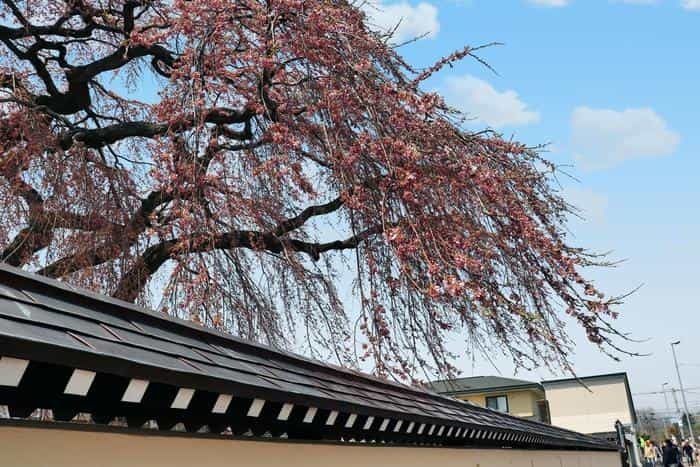 北海道の函館・松前　絶景の桜とお城を求めて＾＾