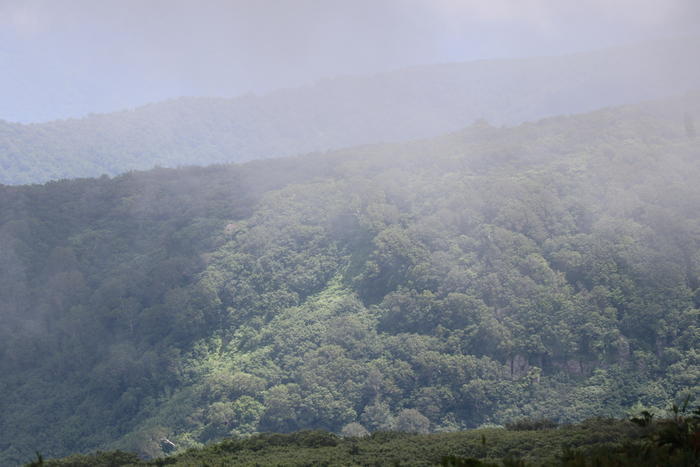 【山形】月山八合目・弥陀ヶ原湿原の歩き方