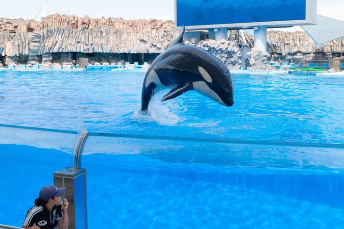 日本最大級の水族館「名古屋港水族館」の見どころを紹介！イルカ・シャチ・ベルーガのショーは必見