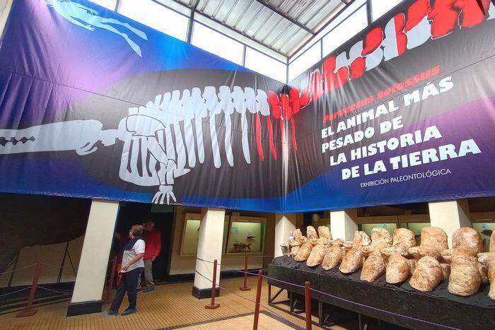 【ペルー】リマ自然史博物館と、史上最も重い動物「ペルセトゥス・コロッスス」の化石