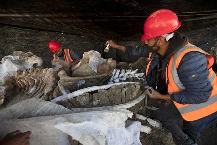 メキシコの建設地から史上最大量の「200体のマンモスの骨」が出土！