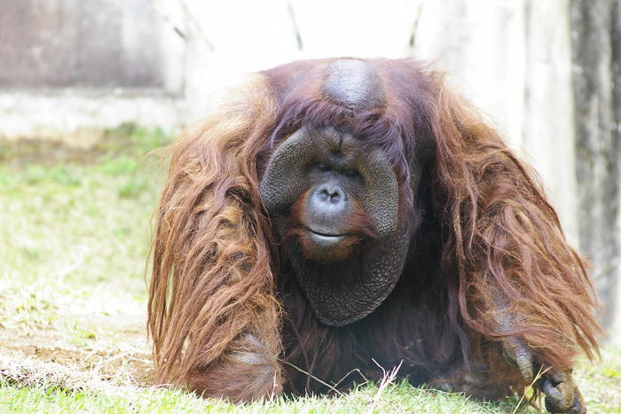 【徹底取材】よこはま動物園ズーラシアの攻略法・アクセス・混雑状況まで!家族サービスにもデートにもおすすめです!