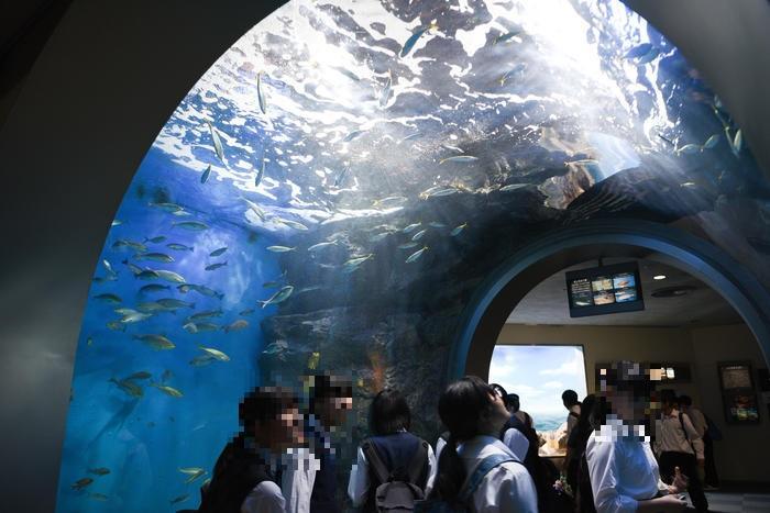 日本最大級の水族館「名古屋港水族館」の見どころを紹介！イルカ・シャチ・ベルーガのショーは必見