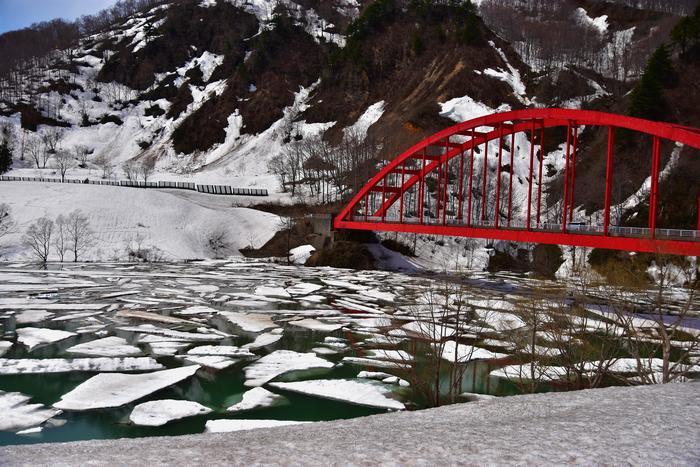 【新潟】期間限定の絶景！魚沼市の雪上桜と雪流れ