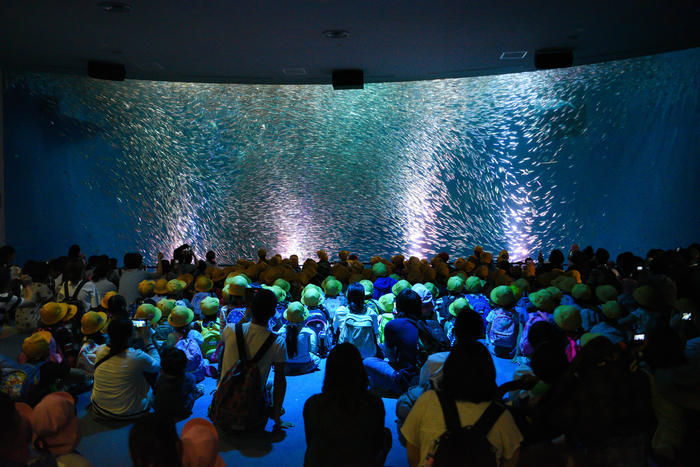 日本最大級の水族館「名古屋港水族館」の見どころを紹介！イルカ・シャチ・ベルーガのショーは必見