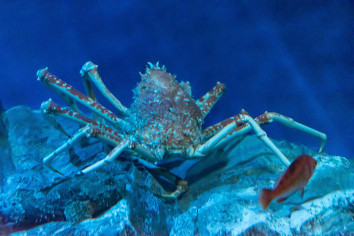 日本最大級の水族館「名古屋港水族館」の見どころを紹介！イルカ・シャチ・ベルーガのショーは必見