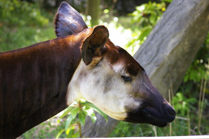 【徹底取材】よこはま動物園ズーラシアの攻略法・アクセス・混雑状況まで！家族サービスにもデートにもおすすめです！